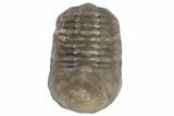 Struveaspis Trilobite - Jorf, Morocco #190582-2